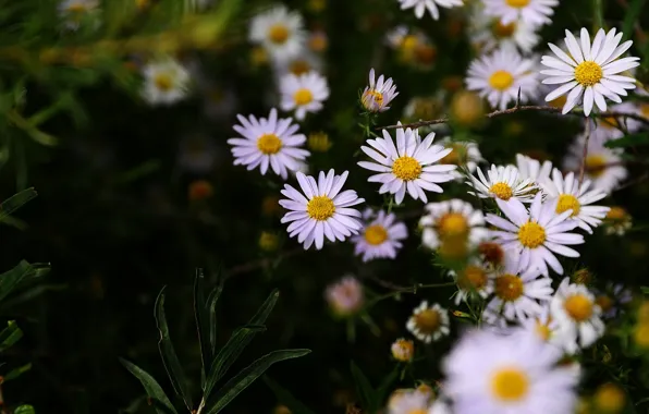 Picture the dark background, chamomile, meadow, white
