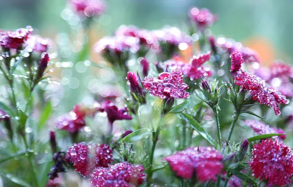 Macro, flowers, nature, Rosa, clove