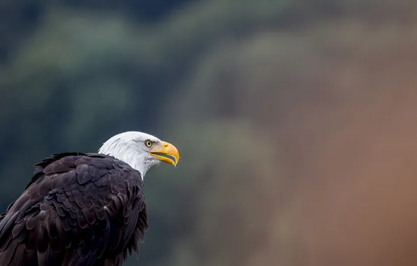 Picture bird, eagle, animal