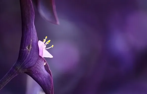 Flower, background, Purple