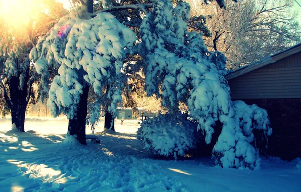 Picture winter, rays, snow, trees, landscape, nature, house, yard