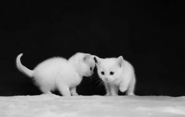 Black and white, kittens, white, kids, a couple, monochrome, two kittens