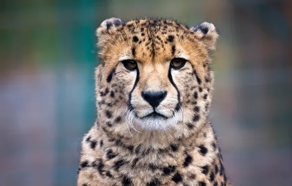 Picture look, face, background, portrait, Cheetah, cub, teen