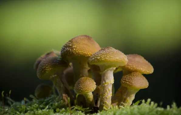 Macro, mushrooms, moss, family