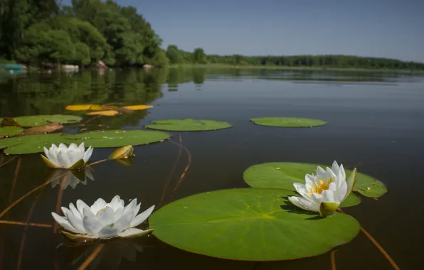 Leaves, flowers, lake, pond, white, water lilies, pond, water lilies