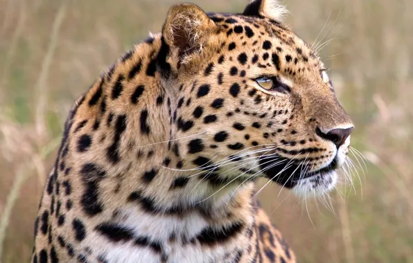 Grass, look, leopard