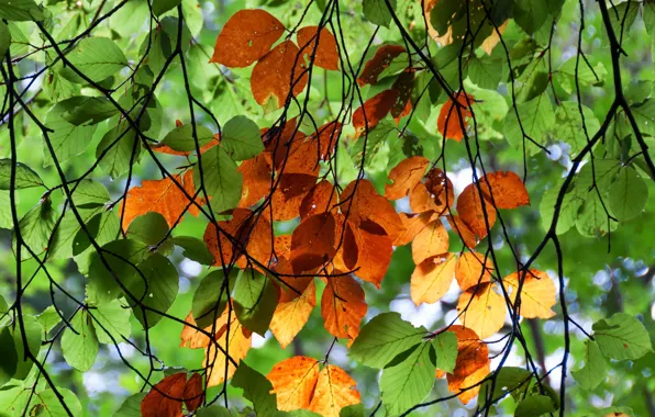 Autumn, leaves, nature