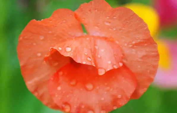 Flower, macro, Rosa, Mac, al