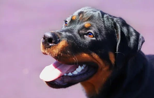 Picture face, background, each, Rottweiler