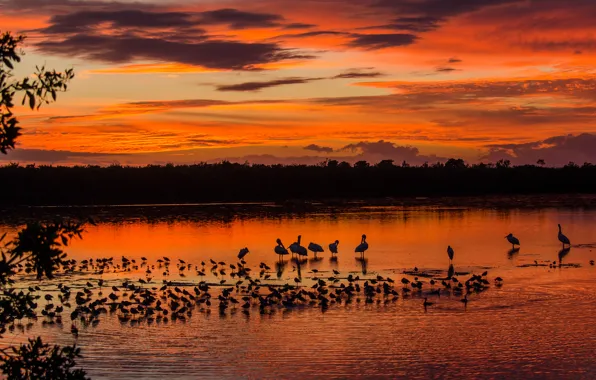 Picture forest, the sky, clouds, trees, sunset, birds, lake