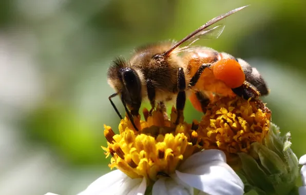 Picture bee, macro, flowers