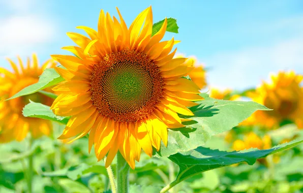 Picture the sun, sunflowers, yellow, bright, petals