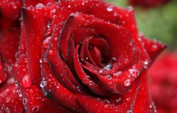 Picture flower, drops, rose