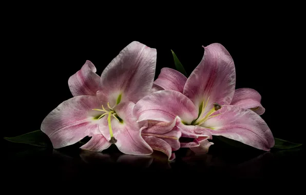 Picture flowers, reflection, Lily, lies, pink, black background, composition