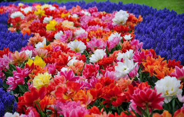 Park, tulips, hyacinths