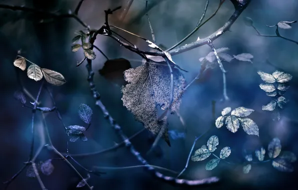 Leaves, macro, nature