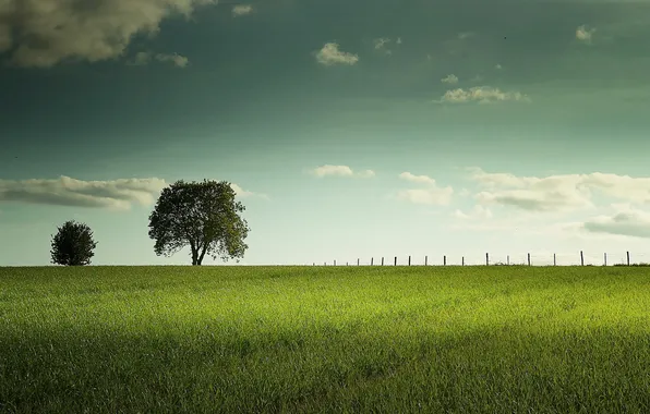 Field, trees, landscape