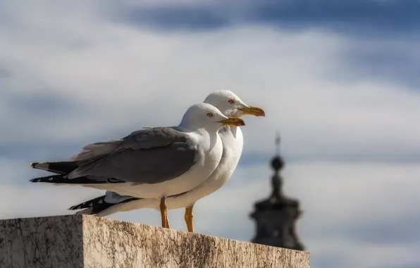 Picture birds, nature, the city