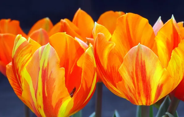 Macro, spring, petals, tulips