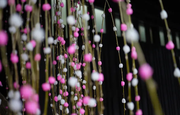 Branches, focus, pink, white, buds