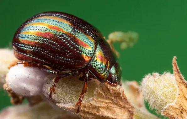 Flowers, beetle, insect, bokeh