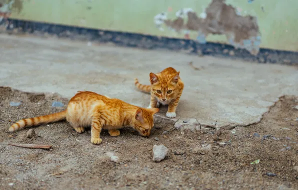 Cats, wall, street, pair, kittens, red, two kittens, street