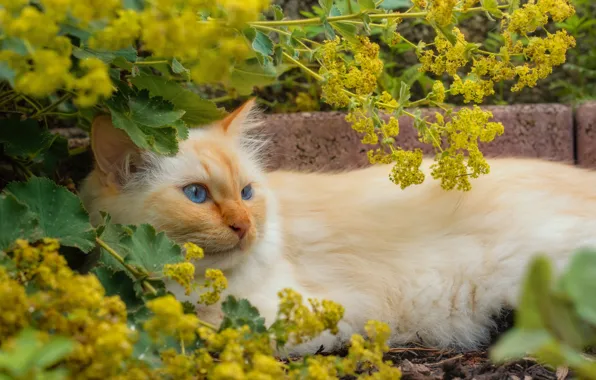 Cat, cat, look, flowers, pose, yellow, fluffy, garden