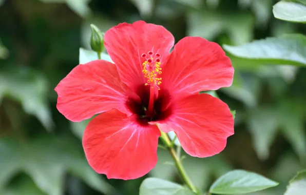 Greens, leaves, red, nature, stamens, pistil, hibiscus, Chinese rose