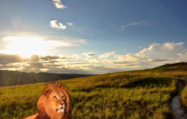 Summer, nature, lion