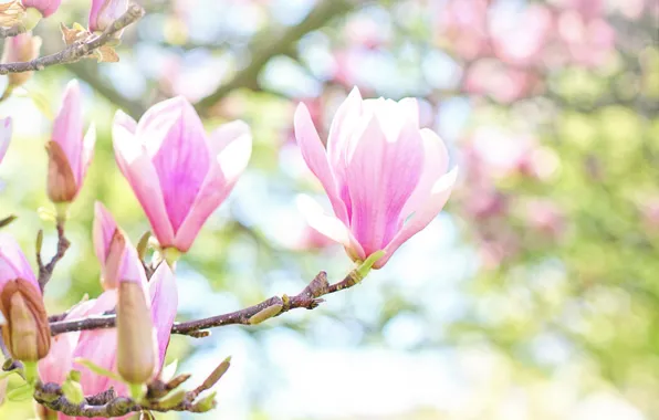 Greens, leaves, light, flowers, branches, background, spring, pink