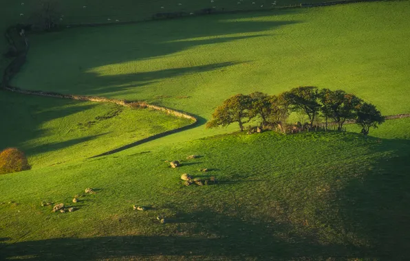 Greens, field, grass, light, trees, stones, hills, field