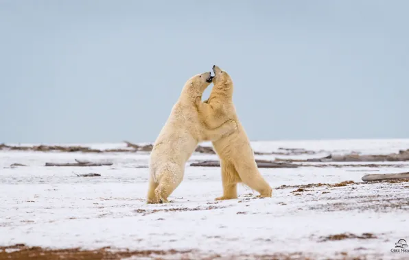 Picture the game, predators, fight, two, polar bears