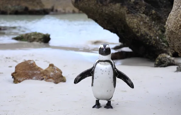 Bird, shore, penguin