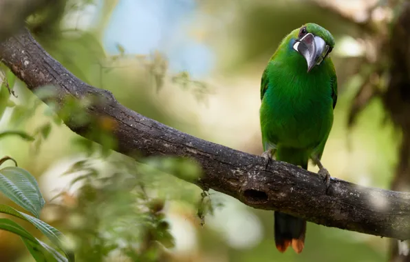 Look, green, background, bird, foliage, branch, beak, Toucan