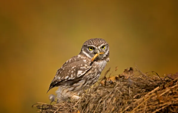 Bird, owl, The little owl