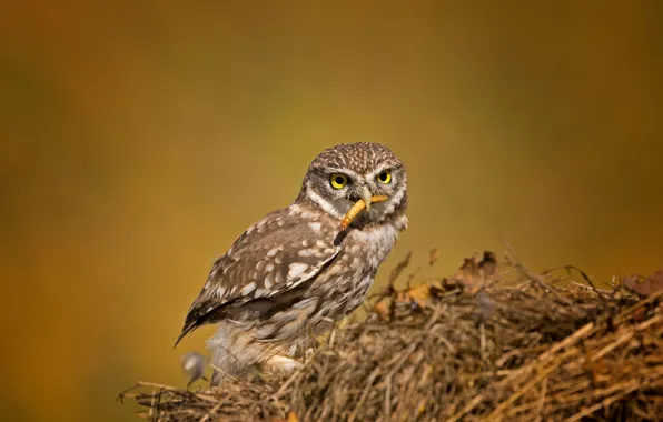 Picture birds, the little owl, owl