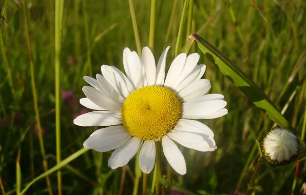 Picture grass, green, Daisy