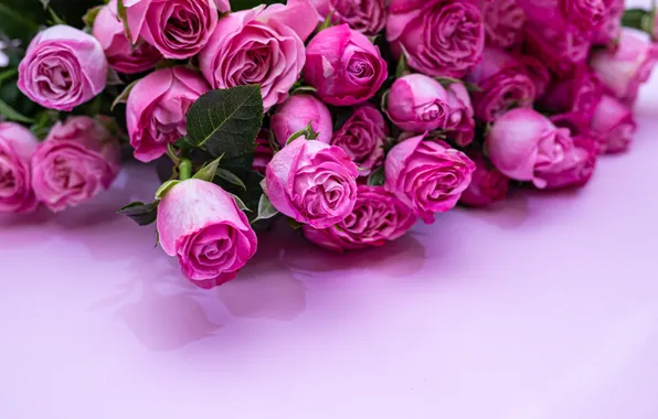 Background, roses, pink, bukei