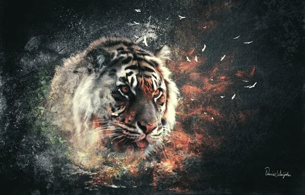 Picture cat, the explosion, tiger