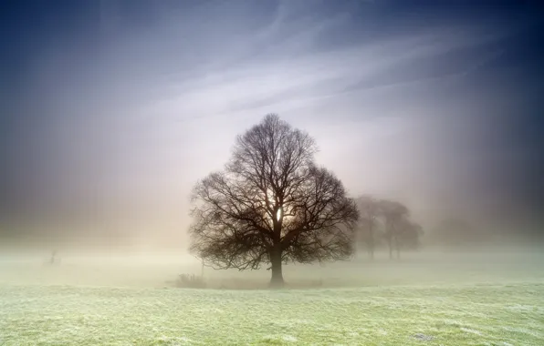 Picture field, nature, fog, tree