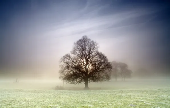 Wallpaper field, nature, fog, tree for mobile and desktop, section ...