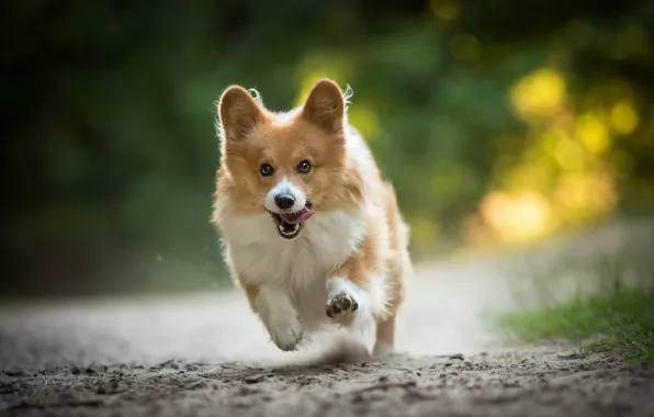 Picture joy, mood, dog, running, walk, Welsh Corgi