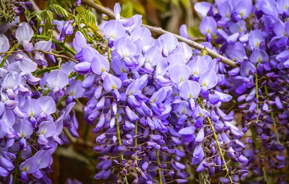 Flowers, branches, spring, garden, purple, flowers, flowering, cascade