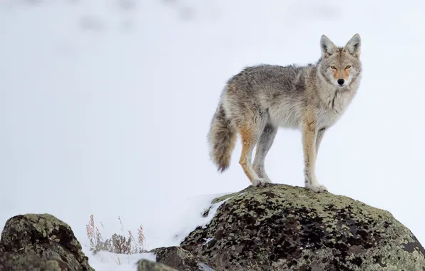 Winter, snow, pose, stone, wolf, coyote