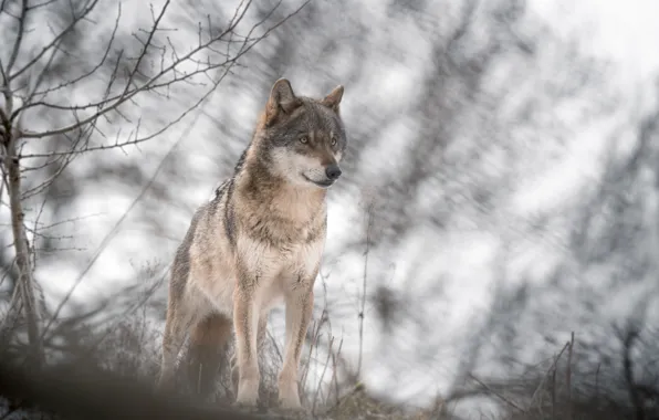 Nature, wolf, beast
