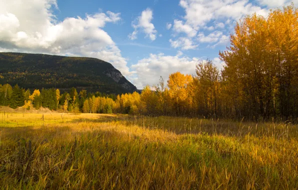 Picture field, Autumn, fall