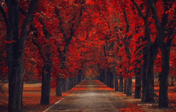 Autumn, trees, Park
