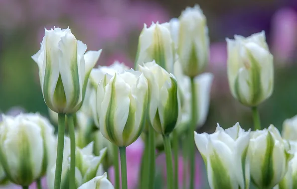 White, macro, tulips, buds
