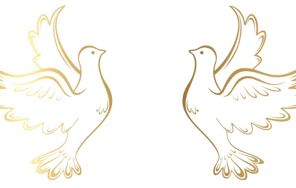 Birds, pigeons, white background