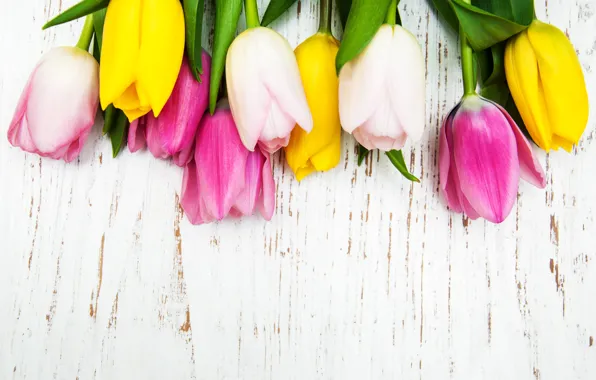 Flowers, bouquet, tulips, tulips, bouquet, Olena Rudo